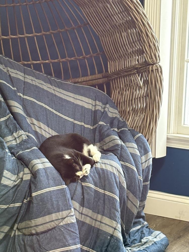 Mae West, Adoptable, Young Female Domestic Short Hair.