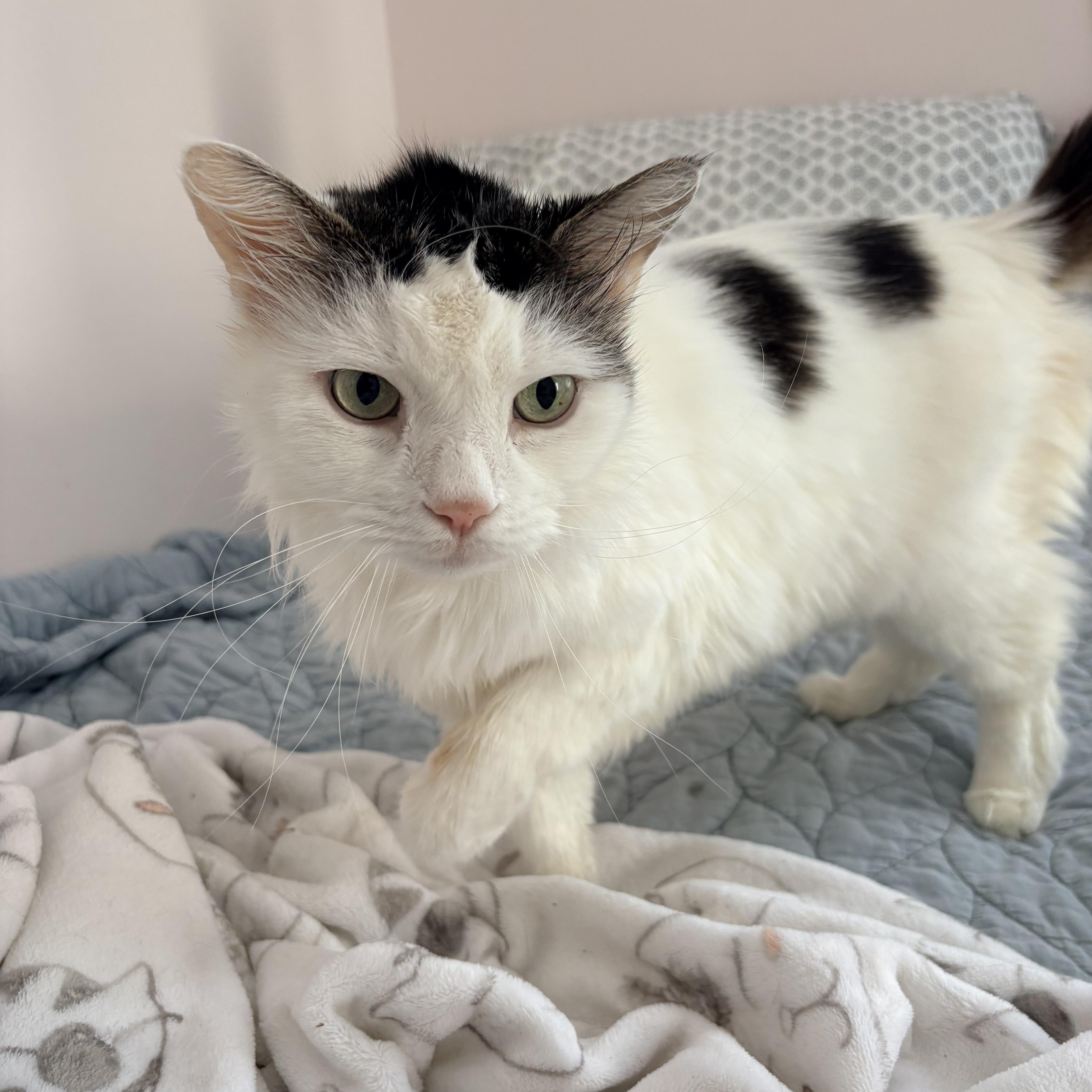 Enlarge Whitey, an adopted Domestic Long Hair in Millbury, MA image 1/2
