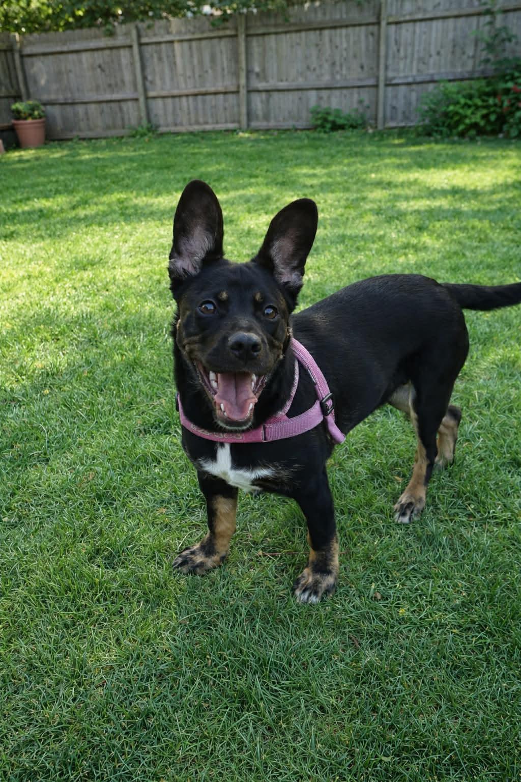 Enlarge Princess Mia, a ADOPTABLE mixed breed in Temecula, CA image 6/6