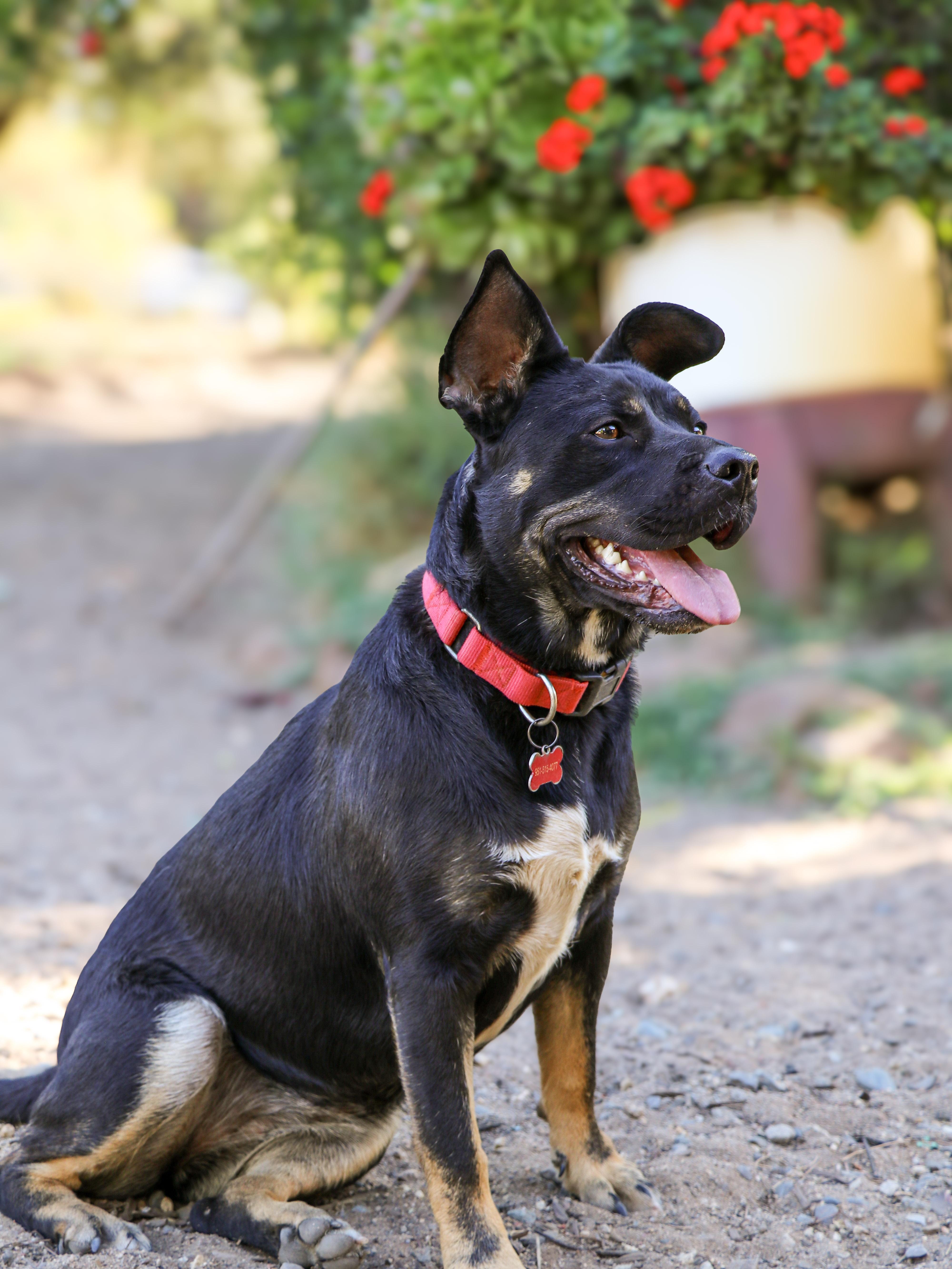 Enlarge Mia, a Adoptable mixed breed in Temecula, CA image 6/6