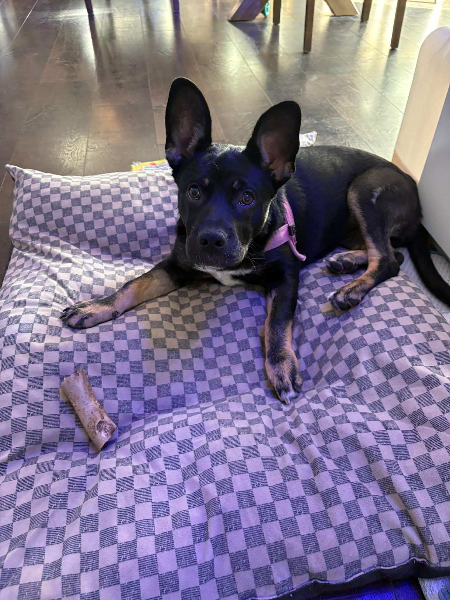 Enlarge Princess Mia, a ADOPTABLE mixed breed in Temecula, CA image 3/6