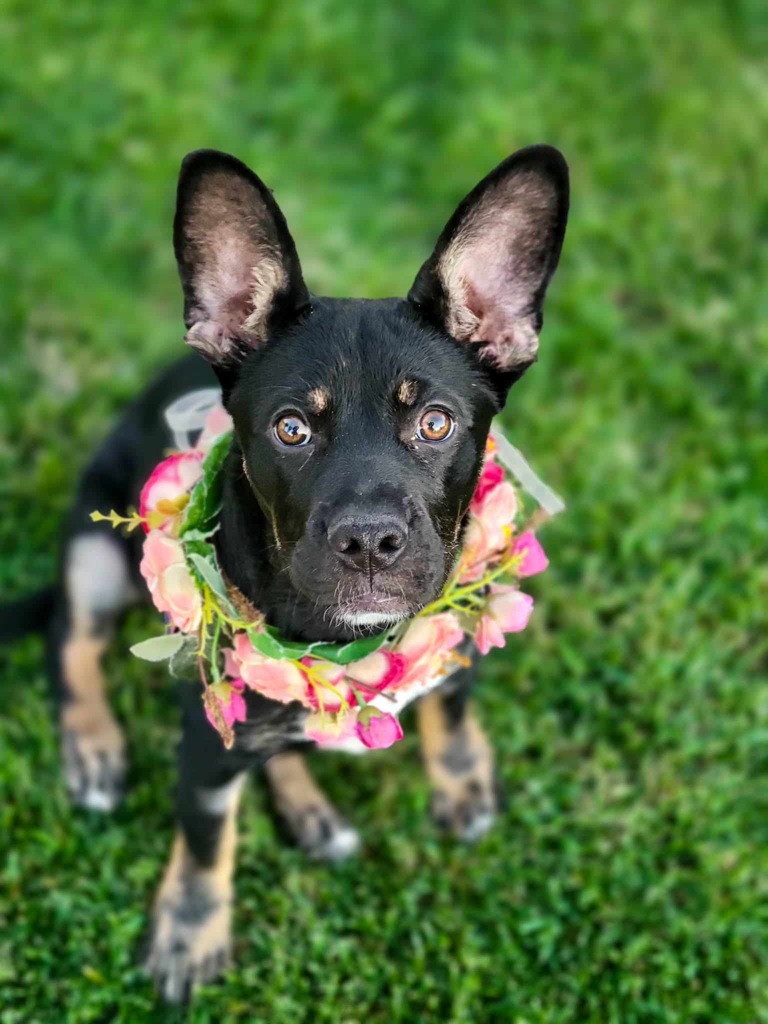 Enlarge Princess Mia, a ADOPTABLE mixed breed in Temecula, CA image 4/6