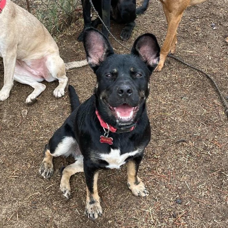 Enlarge Mia, a Adoptable mixed breed in Temecula, CA image 6/6