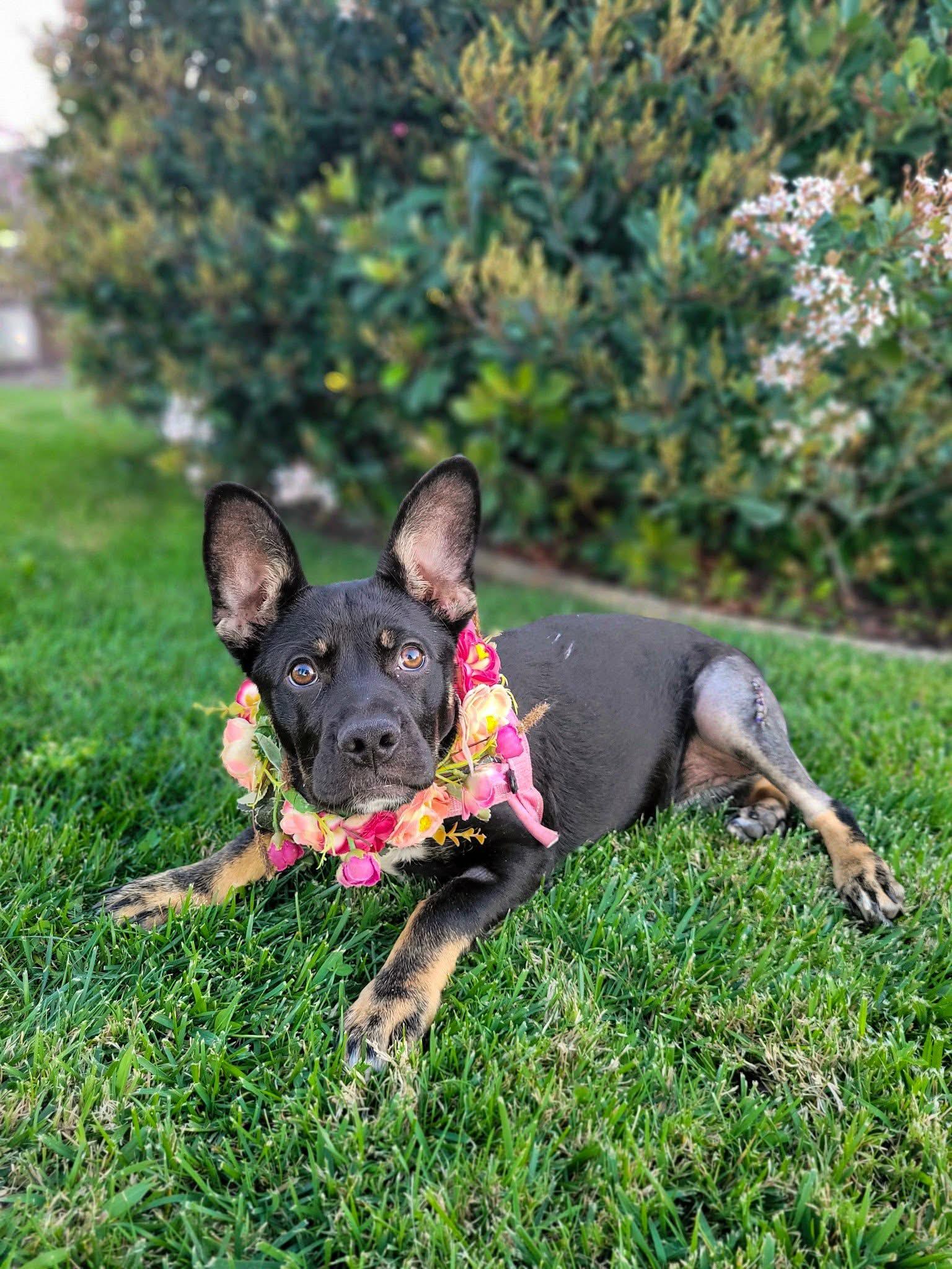 Enlarge Princess Mia, a ADOPTABLE mixed breed in Temecula, CA image 5/6