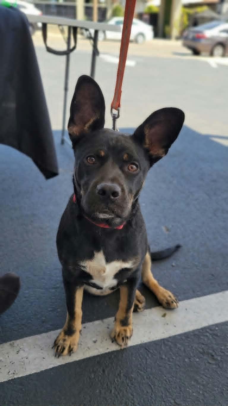 Princess Mia, a ADOPTABLE mixed breed in Temecula, CA image 1/6