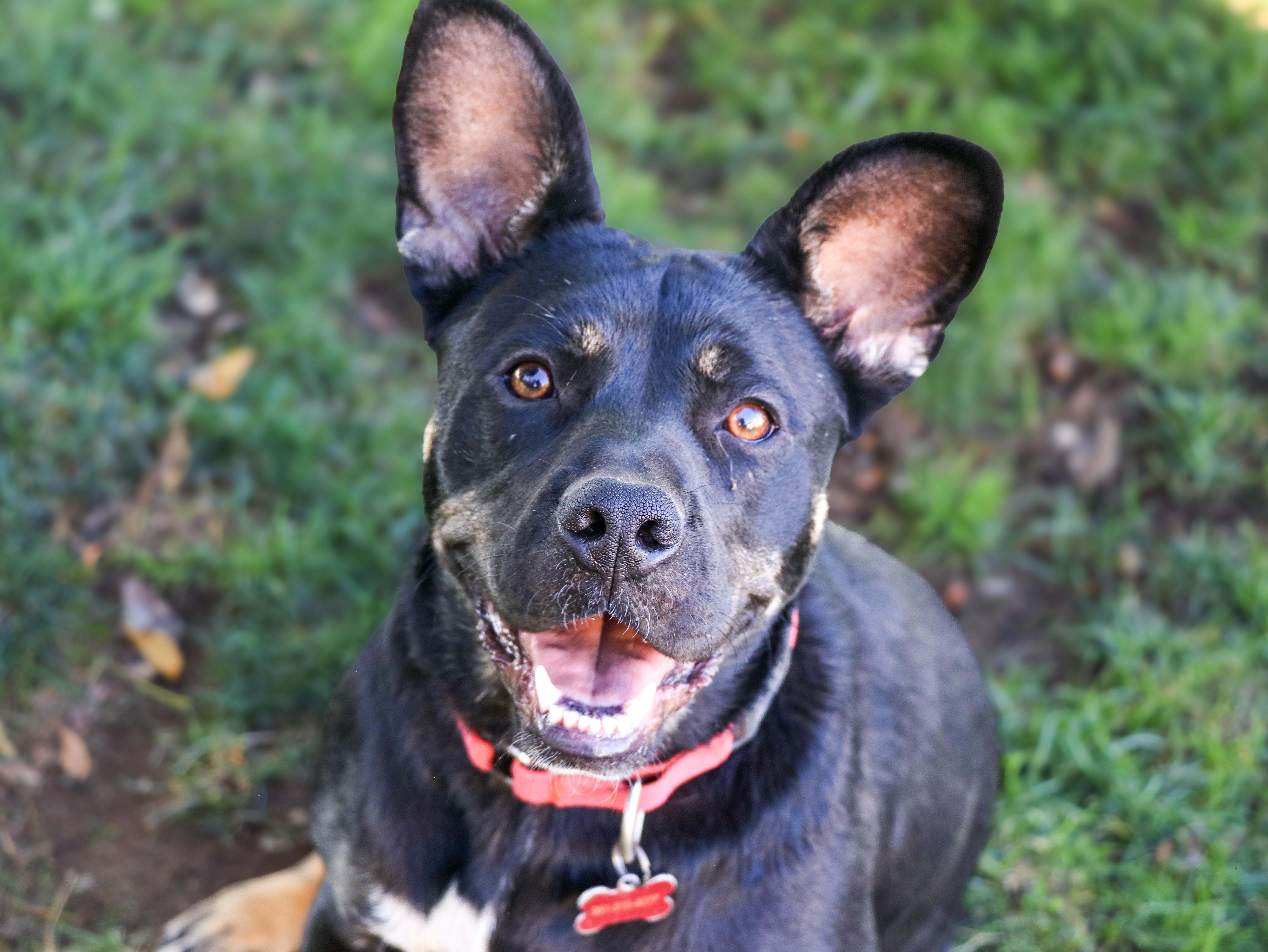 Enlarge Mia, a Adoptable mixed breed in Temecula, CA image 1/6