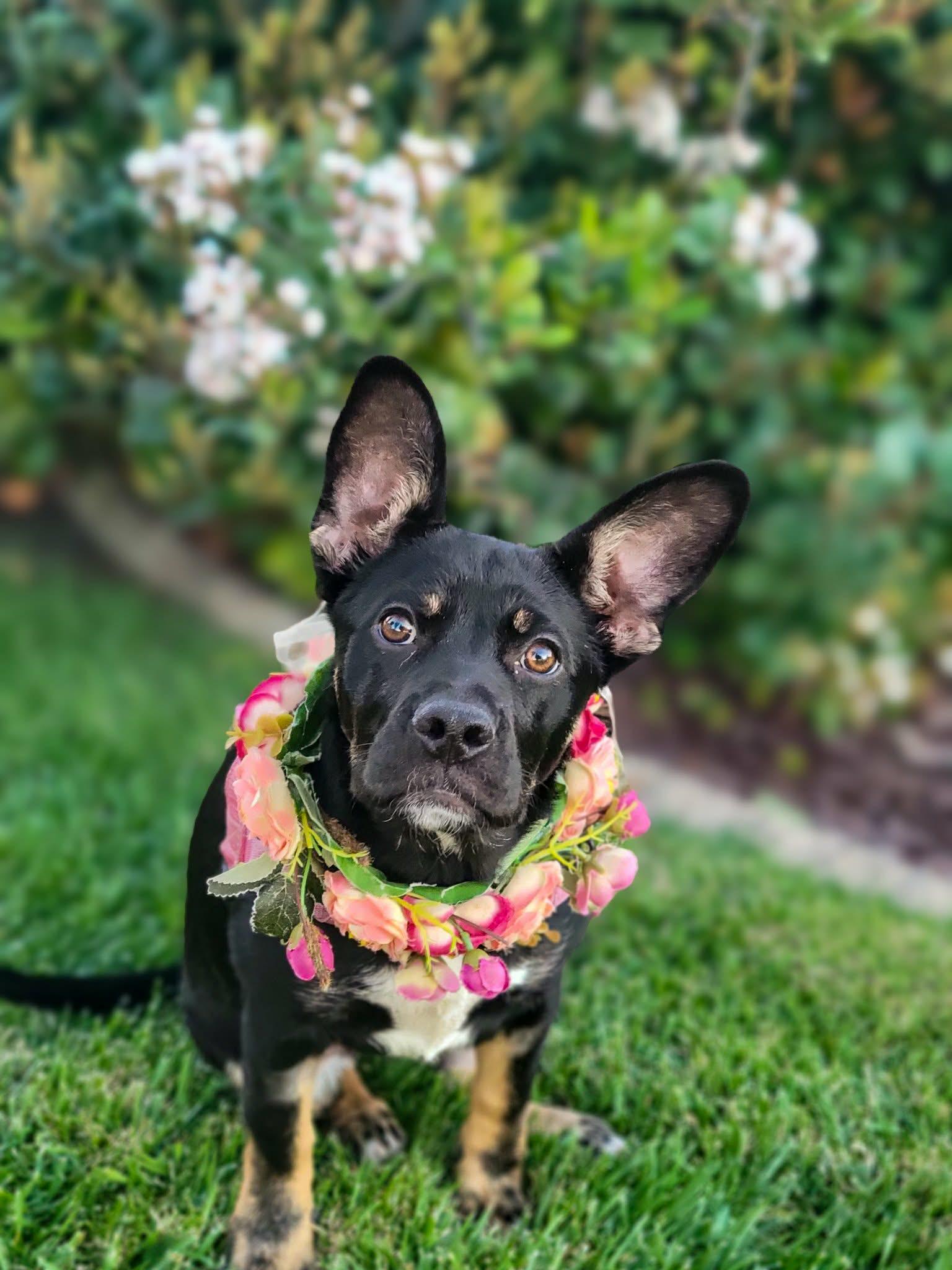 Enlarge Princess Mia, a ADOPTABLE mixed breed in Temecula, CA image 1/6