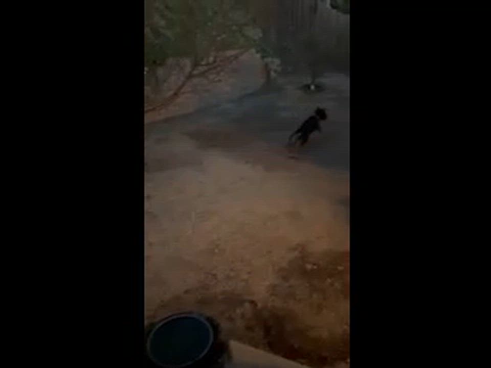 Enlarge Princess Mia, a ADOPTABLE mixed breed in Temecula, CA video 2/6