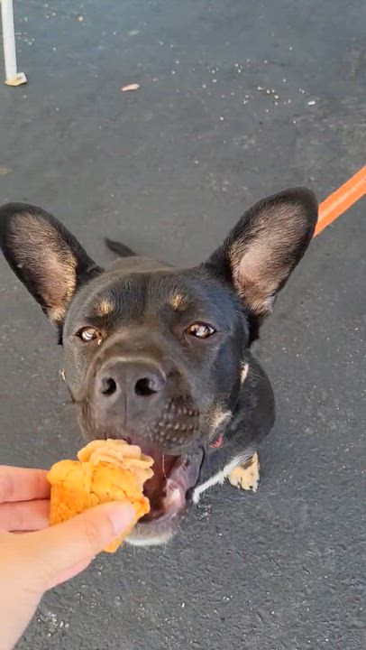 Enlarge Princess Mia, a ADOPTABLE mixed breed in Temecula, CA video 3/6