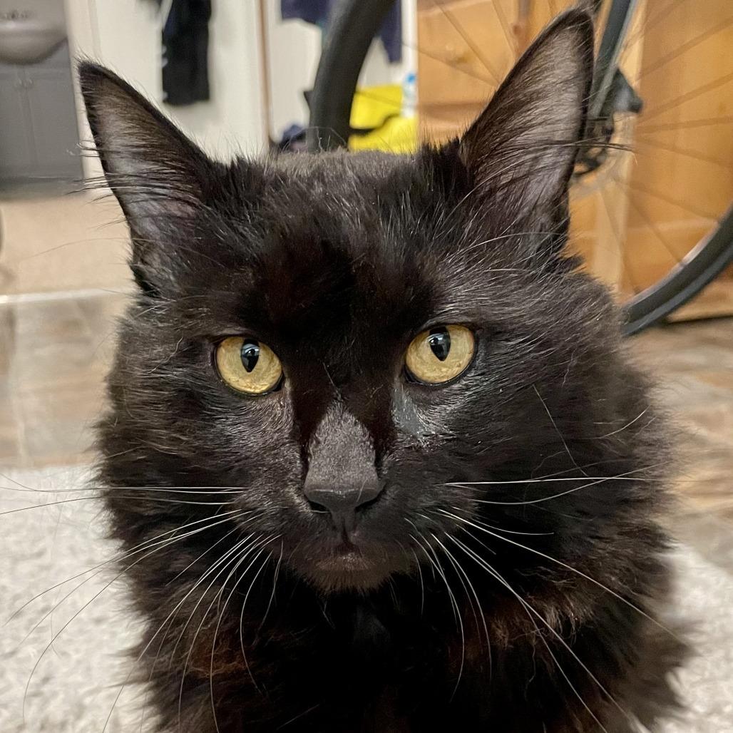 Enlarge Gentleman Caller, a Adoptable Domestic Long Hair in Abbotsford, BC image 2/6