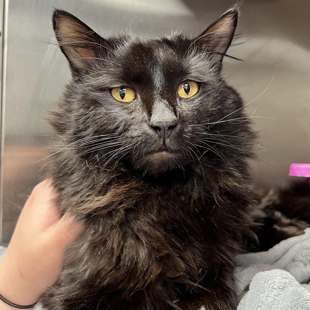 Enlarge Gentleman Caller, a Adoptable Domestic Long Hair in Abbotsford, BC image 3/6