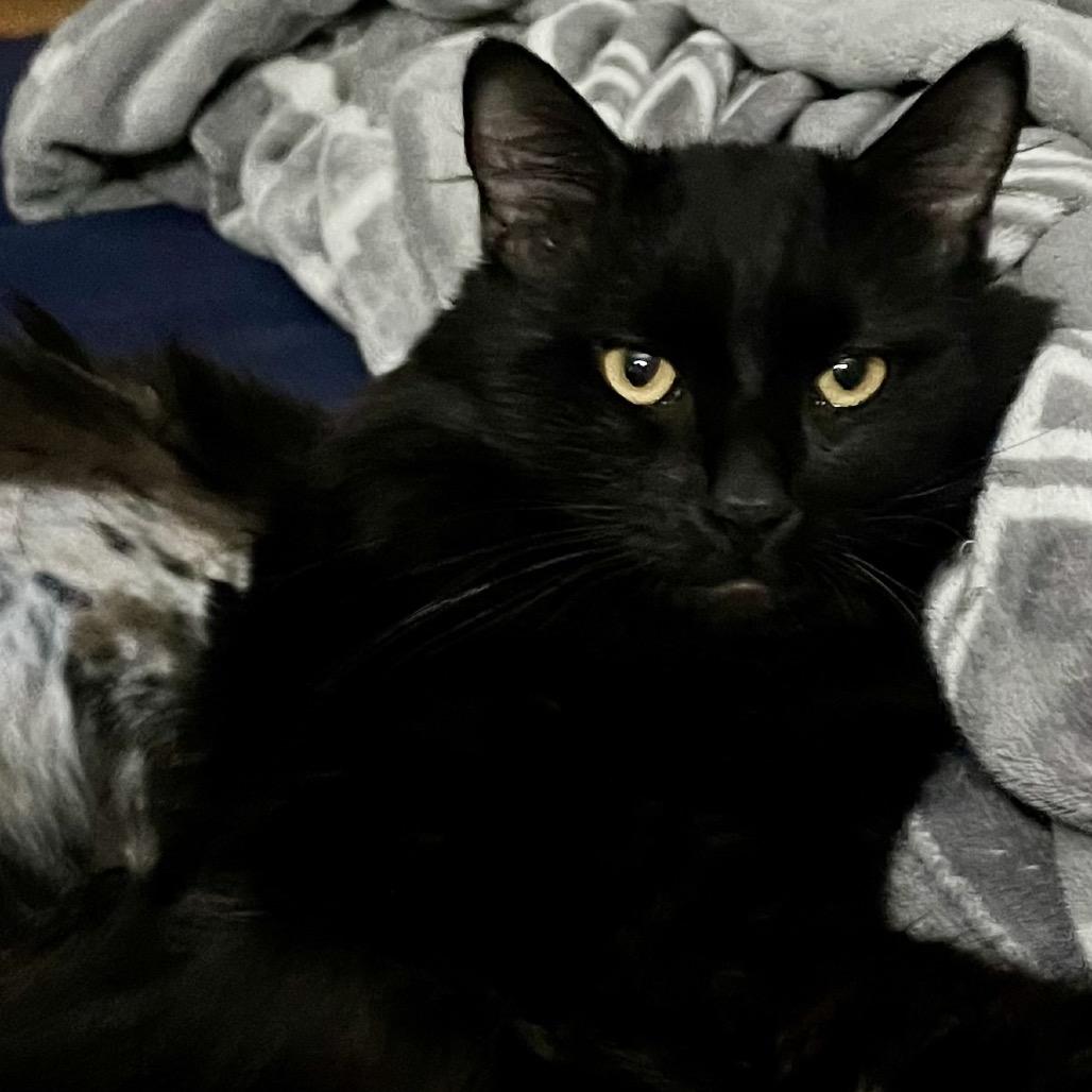 Enlarge Gentleman Caller, a Adoptable Domestic Long Hair in Abbotsford, BC image 4/6