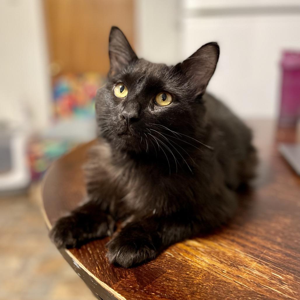 Enlarge Gentleman Caller, a Adoptable Domestic Long Hair in Abbotsford, BC image 5/6