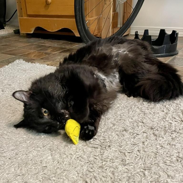 Enlarge Gentleman Caller, a Adoptable Domestic Long Hair in Abbotsford, BC image 6/6