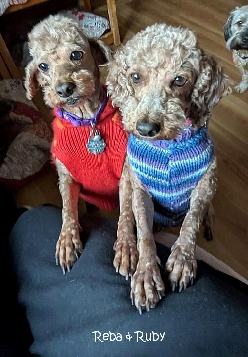 Reba & Ruby, Adopted, Young Female Miniature Poodle.