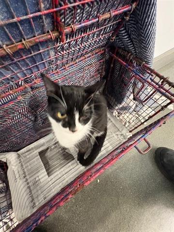 Enlarge SEEMORE, a Adoptable Domestic Short Hair in San Martin, CA image 1/1