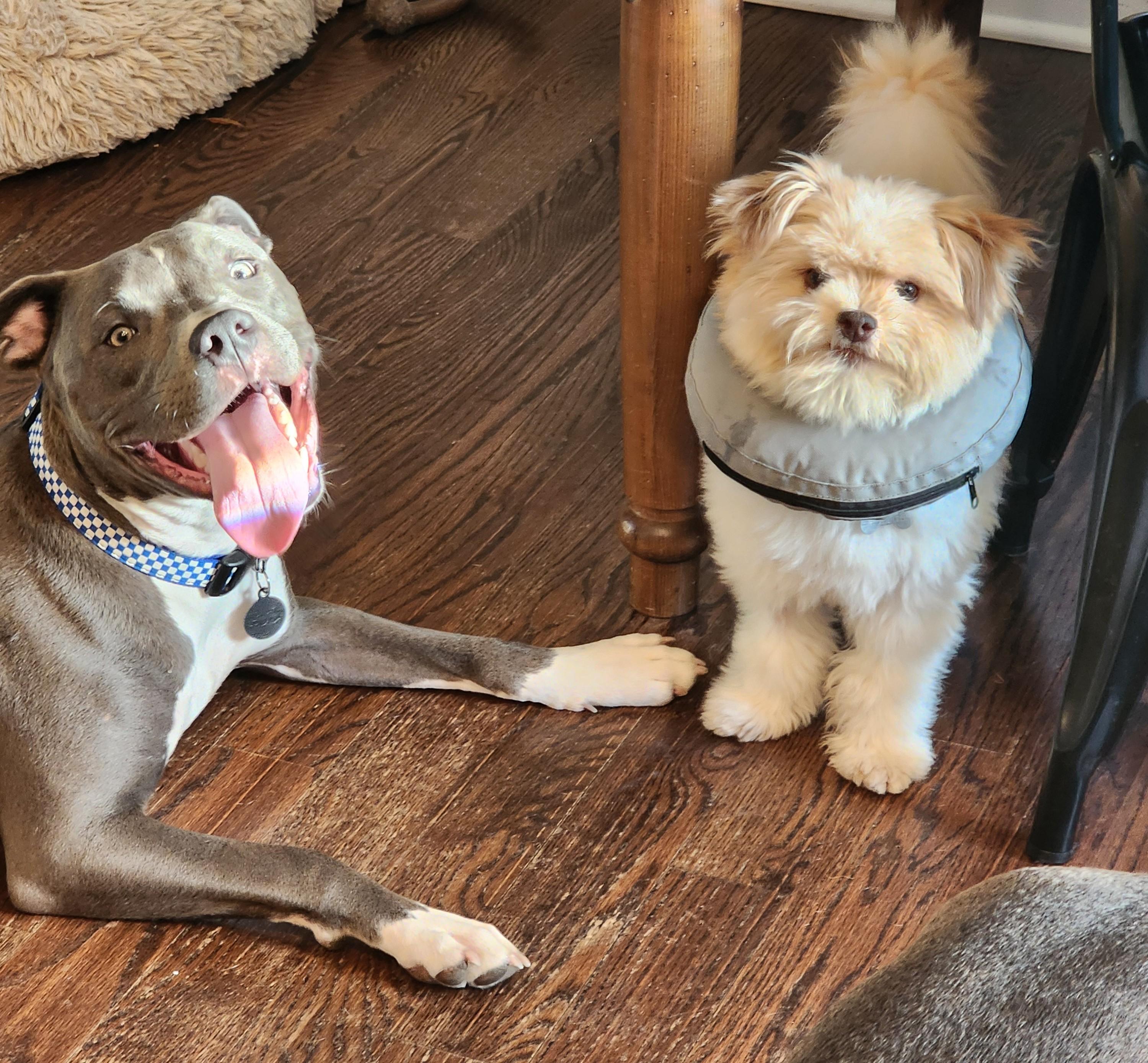 Enlarge Dino, an adoptable mixed breed in Palatine, IL image 5/5