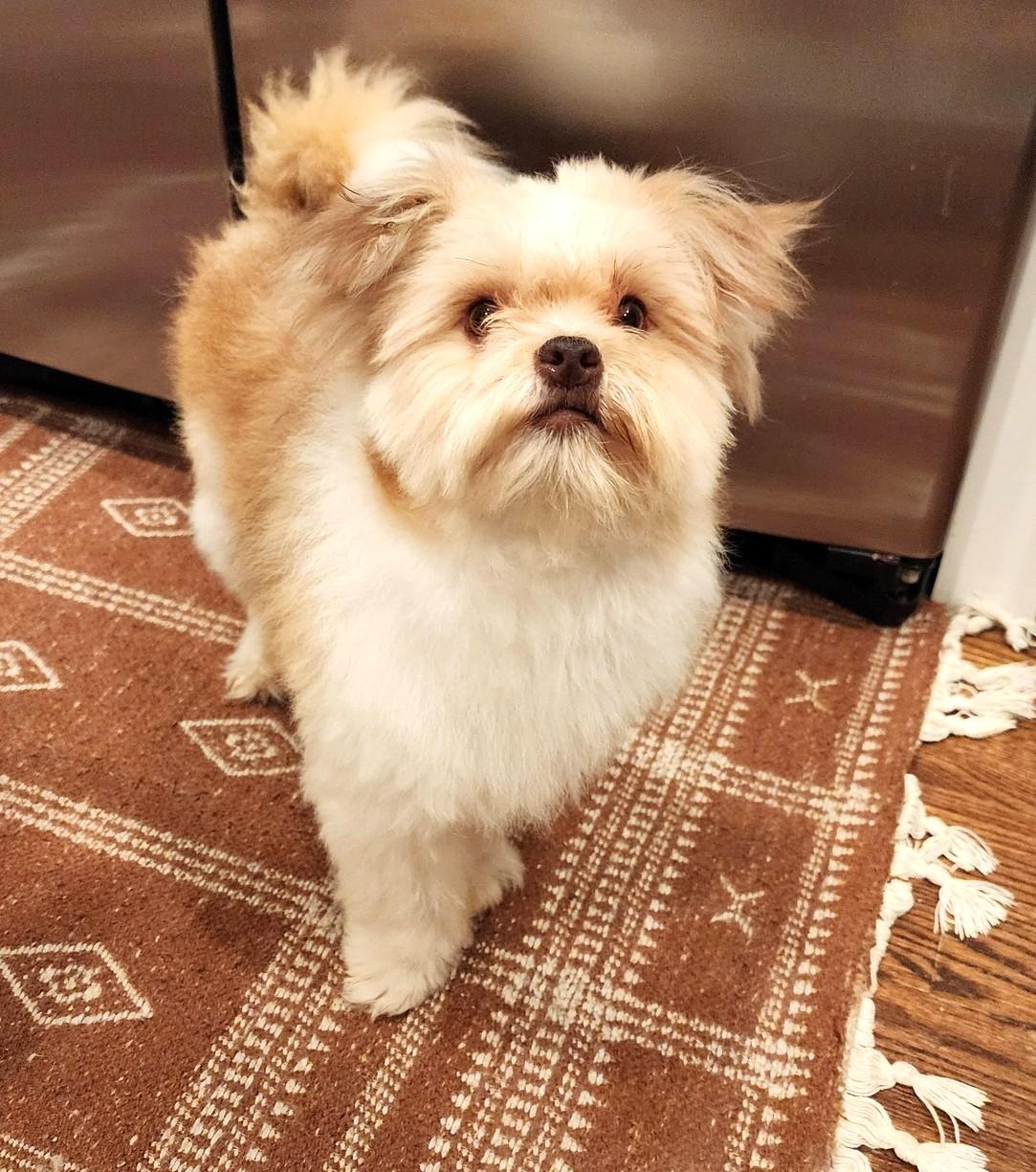 Enlarge Dino, an adoptable mixed breed in Palatine, IL image 2/5