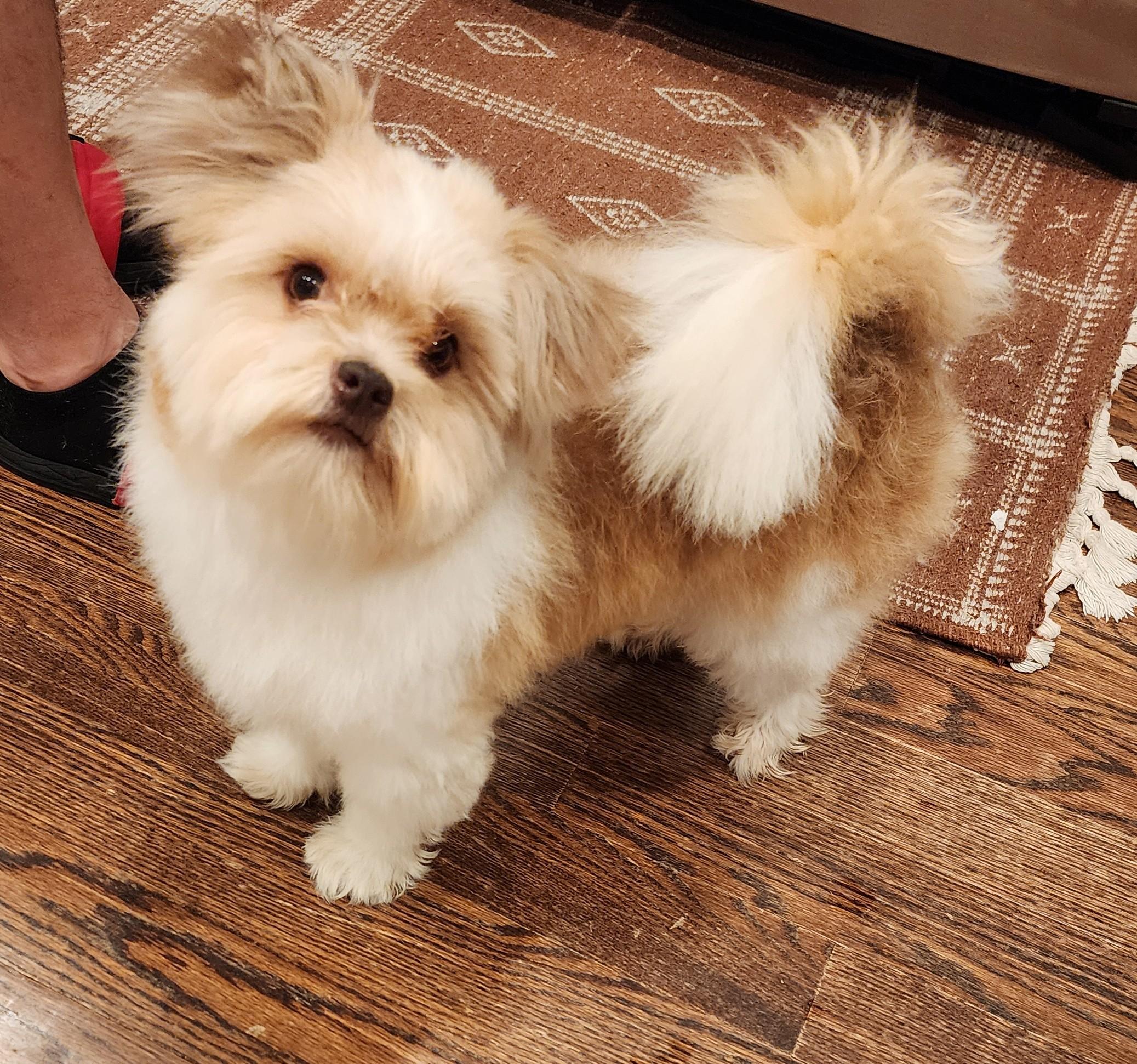 Enlarge Dino, an adoptable mixed breed in Palatine, IL image 3/5