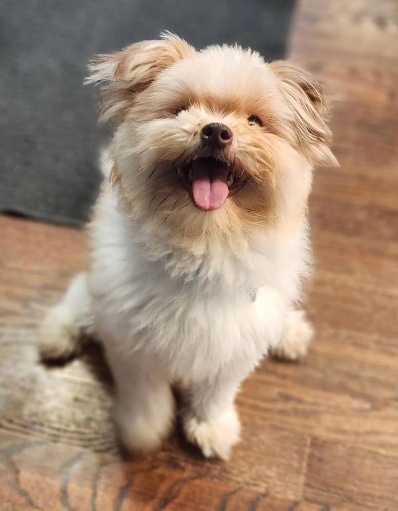 Dino, adoptable, Adult Male Pomeranian & Mixed Breed.