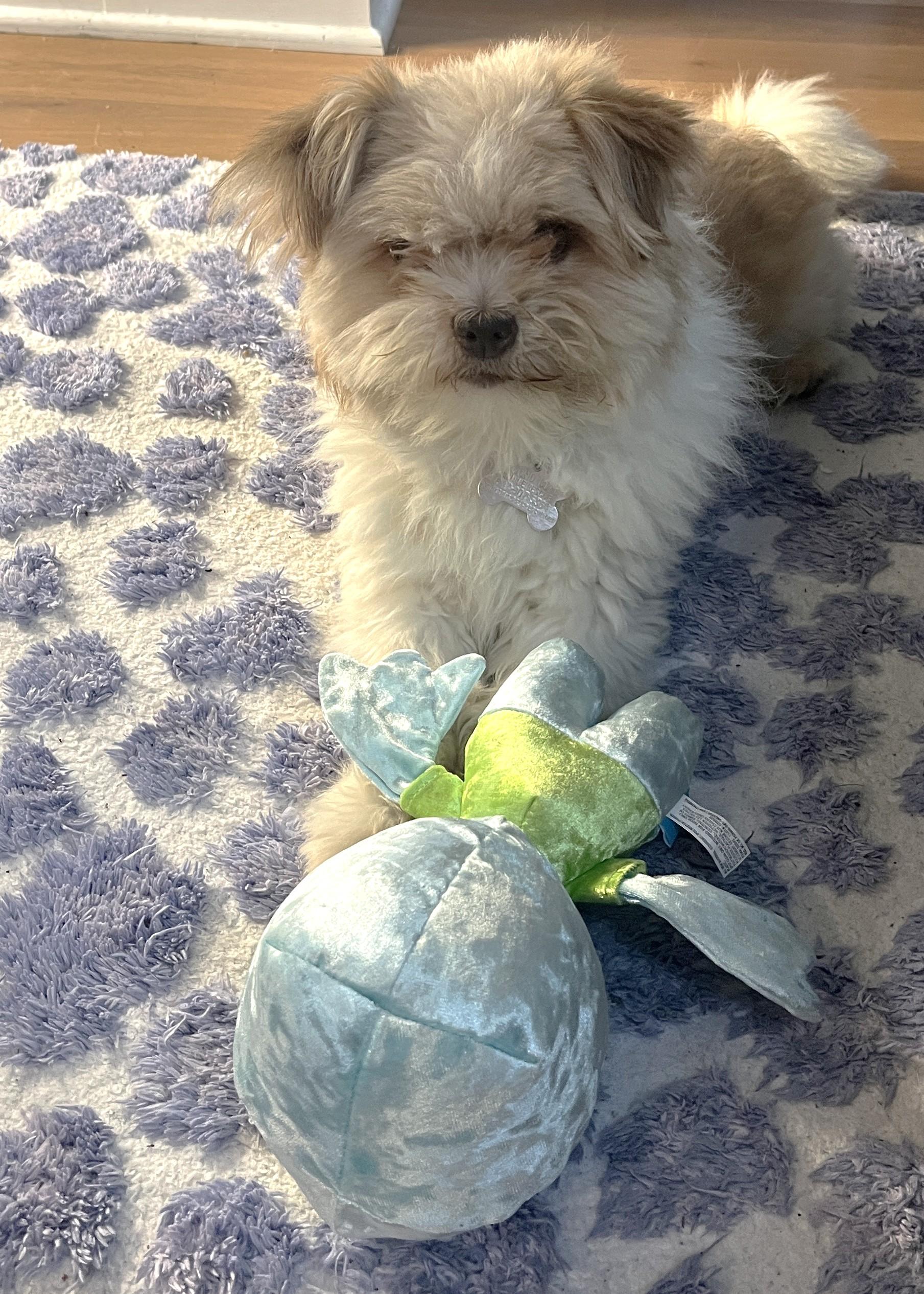 Enlarge Dino, an adoptable mixed breed in Palatine, IL image 4/5