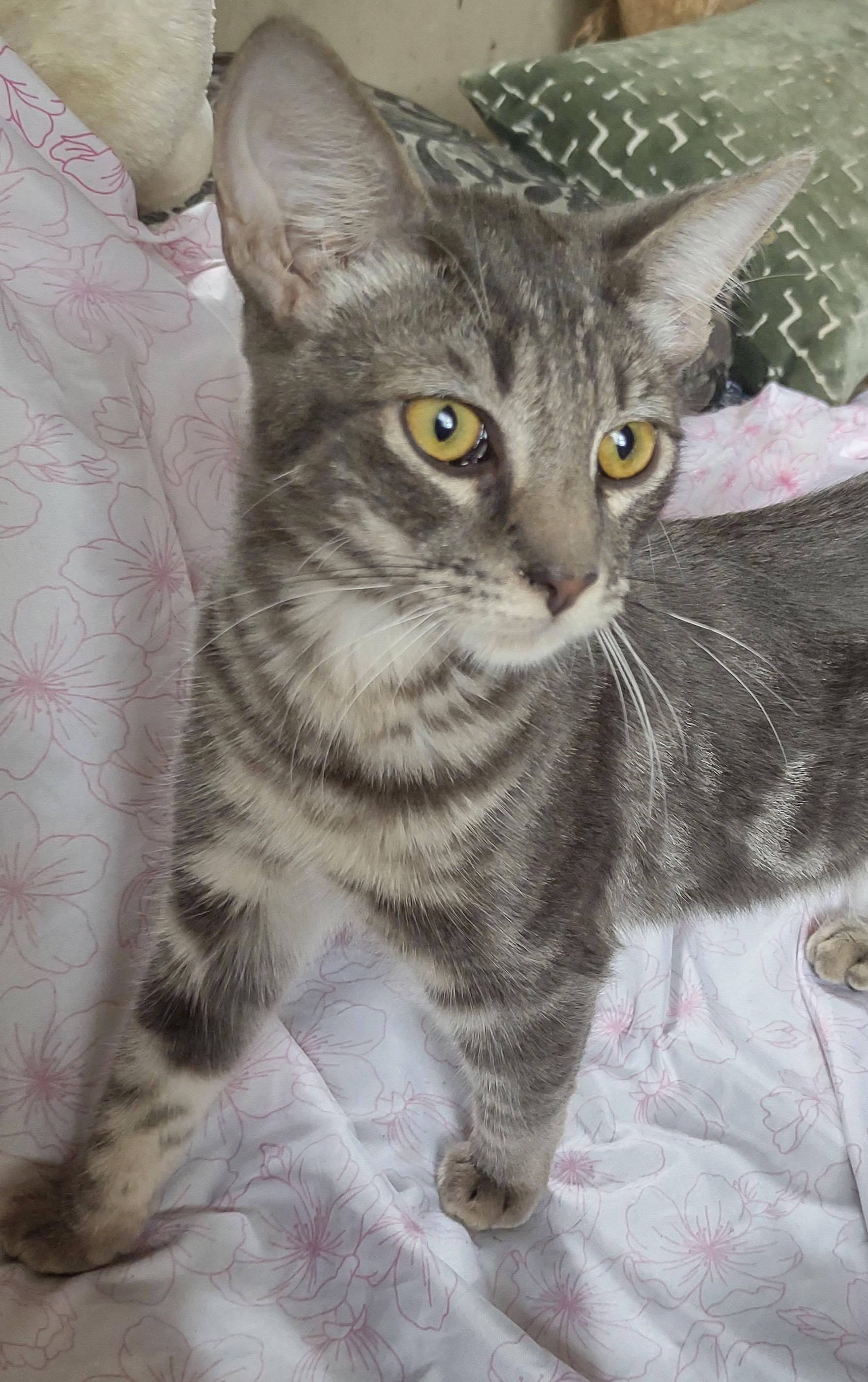 Enlarge Fonz, a Adoptable Domestic Short Hair in La Puente, CA image 5/5