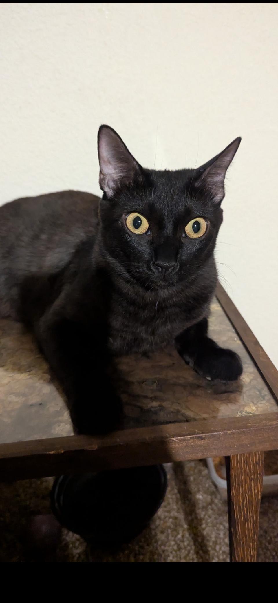 Enlarge Luna, a Adoptable Domestic Short Hair in Scottsdale, AZ image 1/1