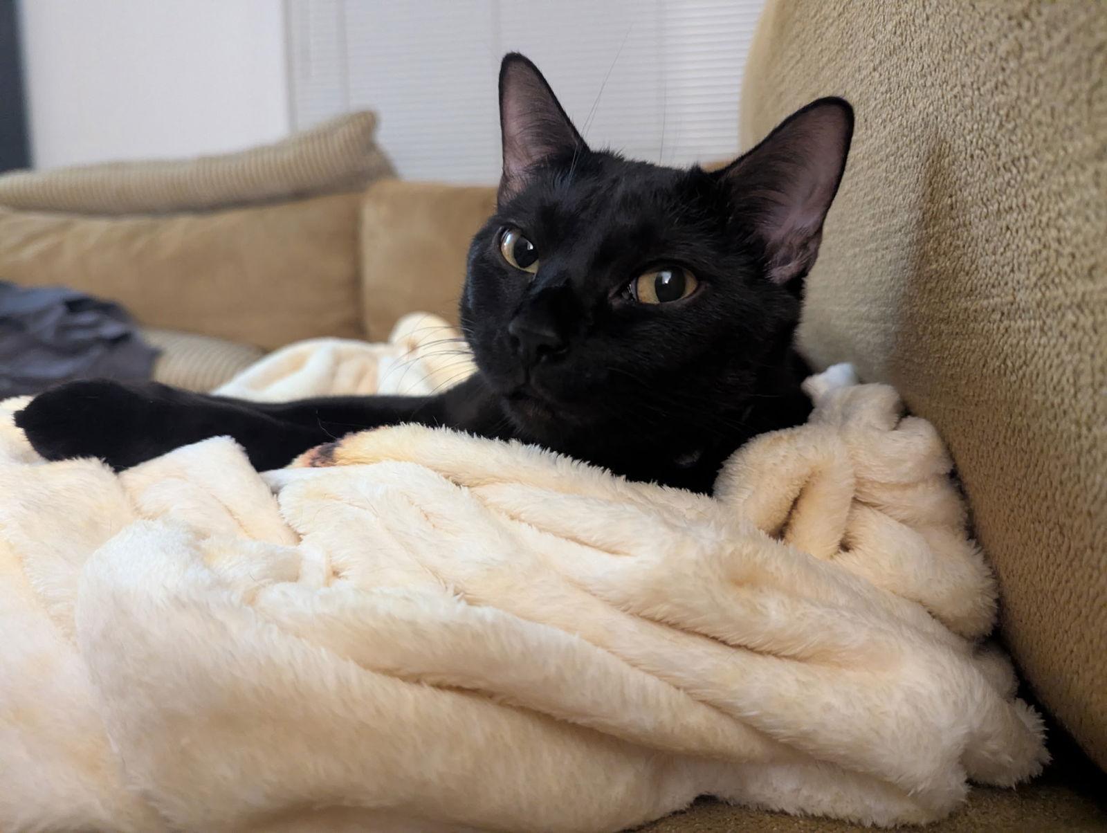 Enlarge Luna, a Adoptable Domestic Short Hair in Scottsdale, AZ image 1/2