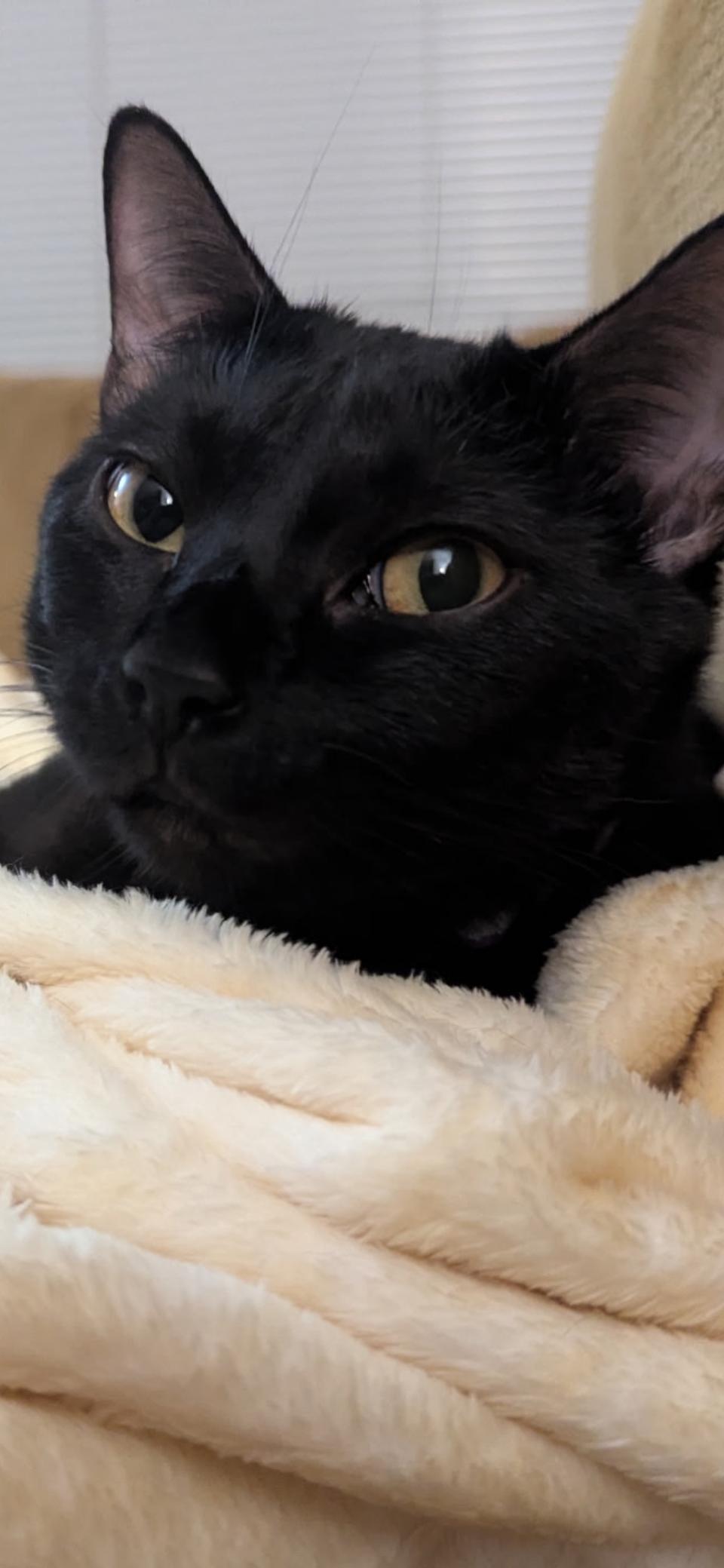 Luna, Adoptable, Young Female Domestic Short Hair.