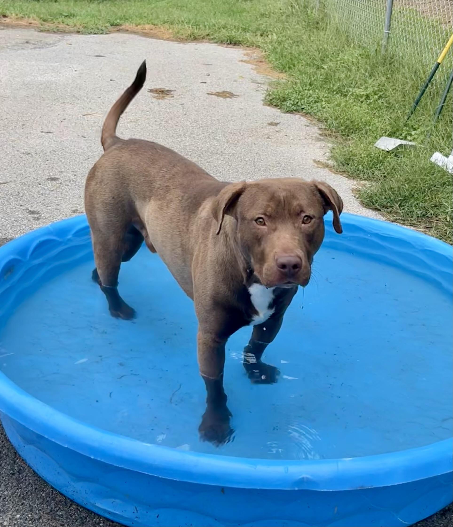 Enlarge Merle, a Adoption Pending mixed breed in Fayetteville, WV image 1/2