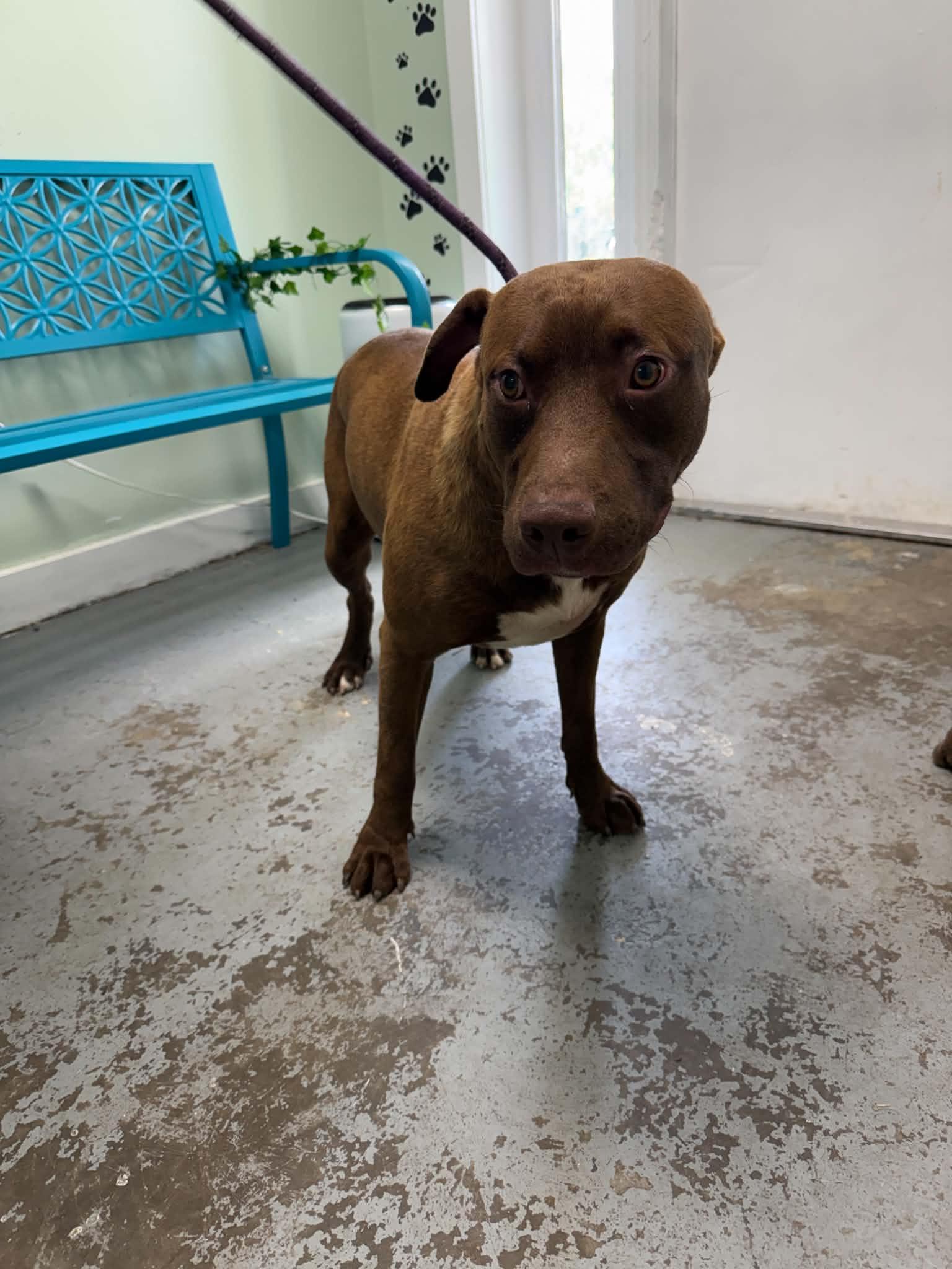 Merle, Adoptable, Adult Male Pit Bull Terrier.