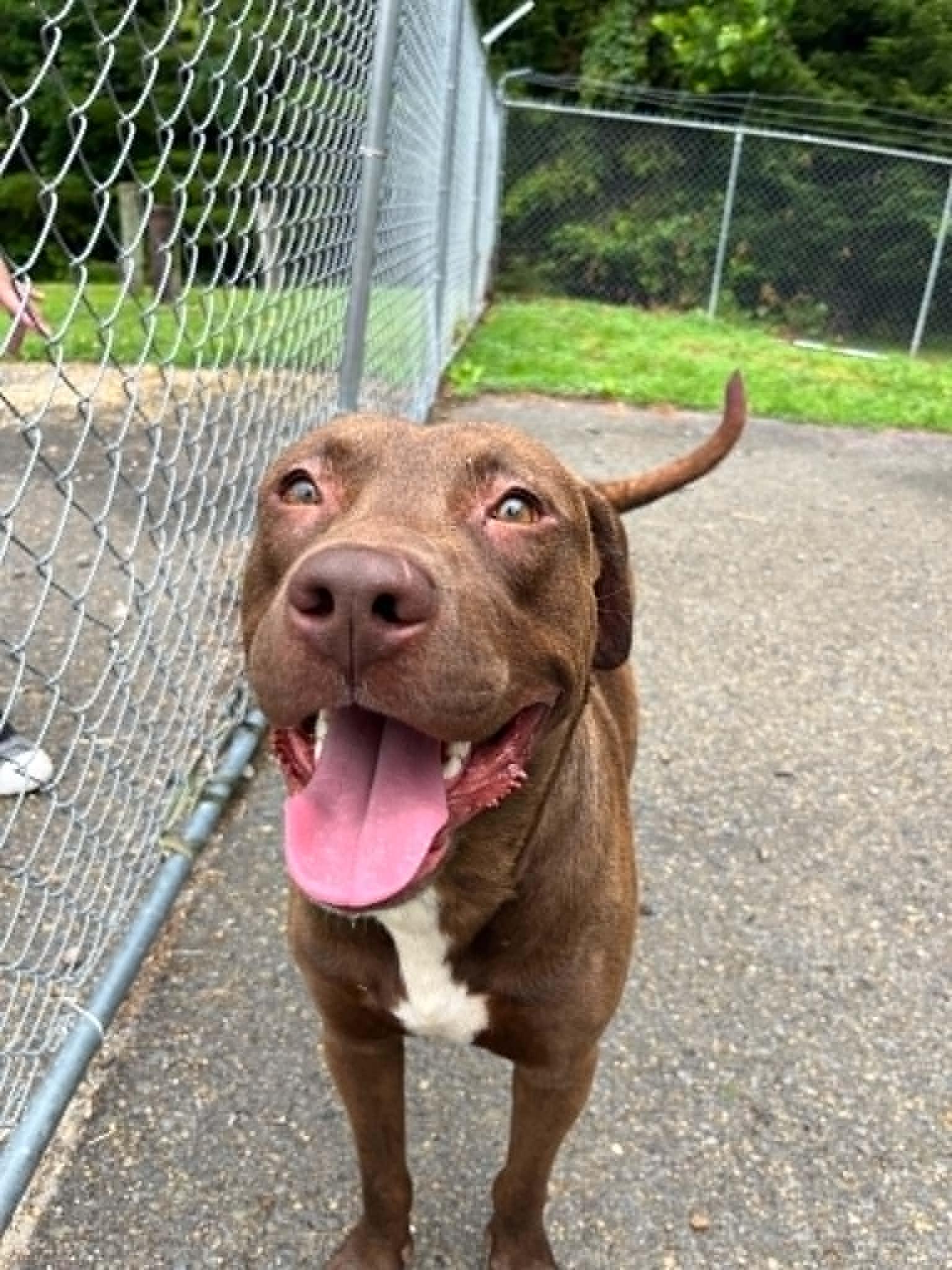 Merle, a Adoptable mixed breed in Fayetteville, WV image 2/2