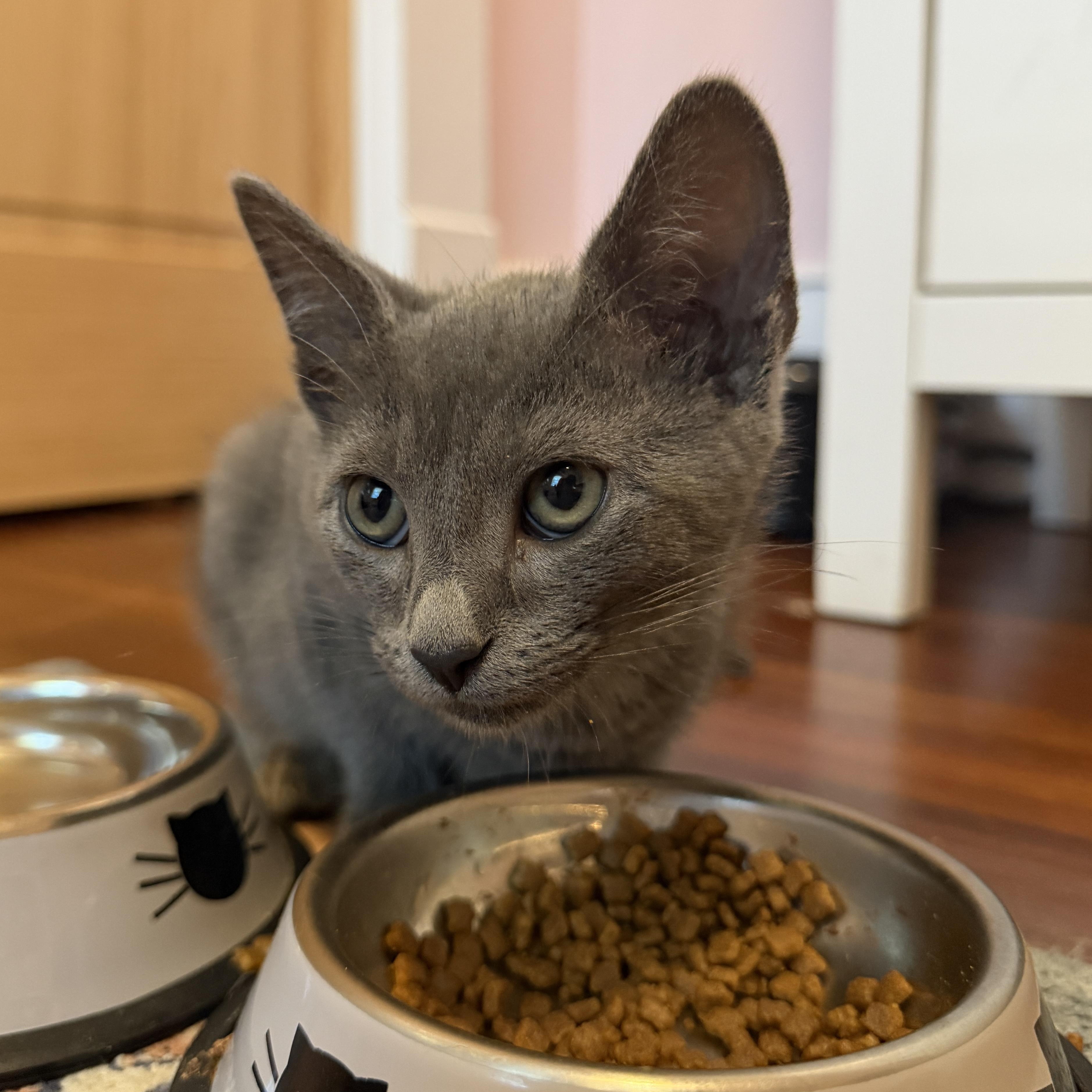 Smokey, ADOPTABLE, Kitten Male Domestic Short Hair.