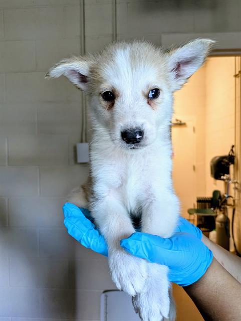 SANSEVIERIA, Adoptable, Puppy Male German Shepherd Dog & Siberian Husky.