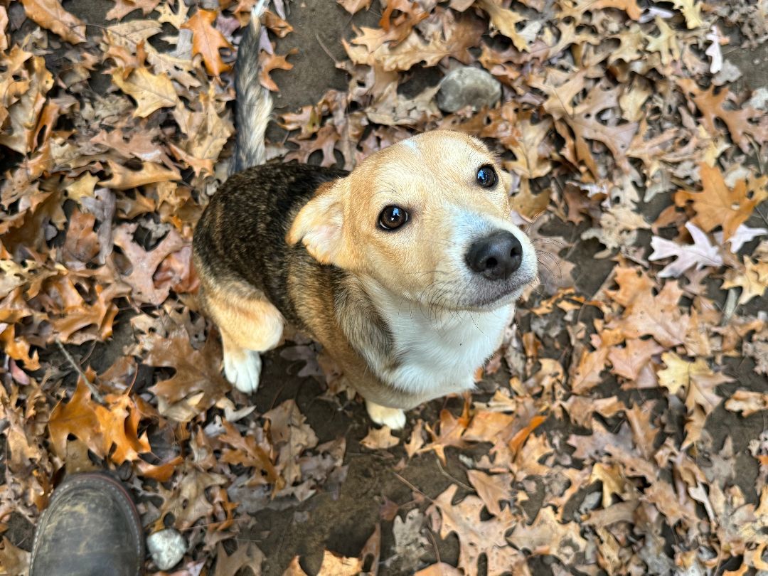 LILLIANNA - ROSE, a Adopted mixed breed in Ludington, MI image 1/4