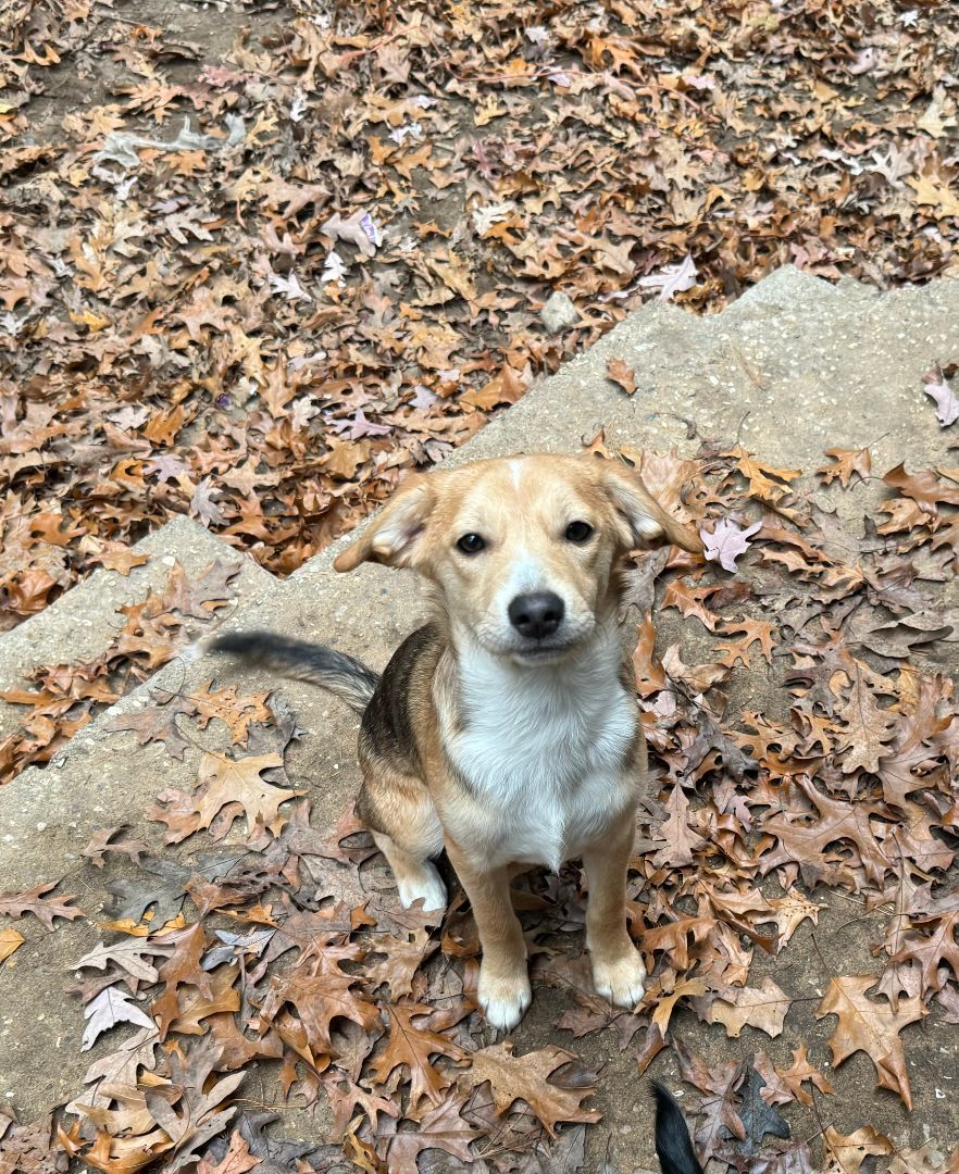 LILLIANNA - ROSE, a Adopted mixed breed in Ludington, MI image 2/4