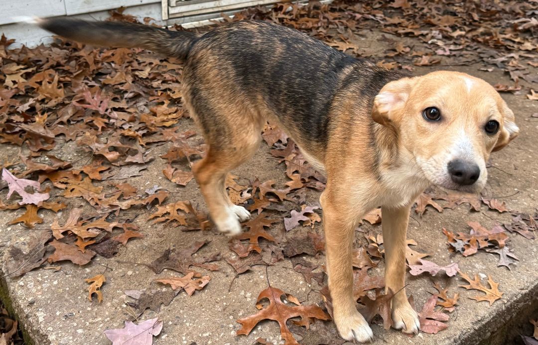 LILLIANNA - ROSE, a Adopted mixed breed in Ludington, MI image 3/4