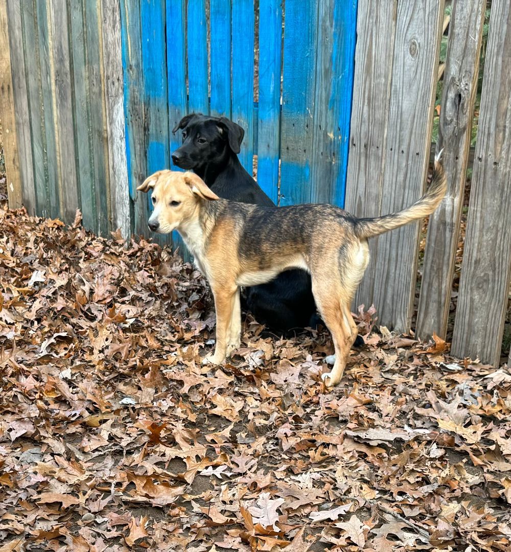 LILLIANNA - ROSE, a Adopted mixed breed in Ludington, MI image 4/4