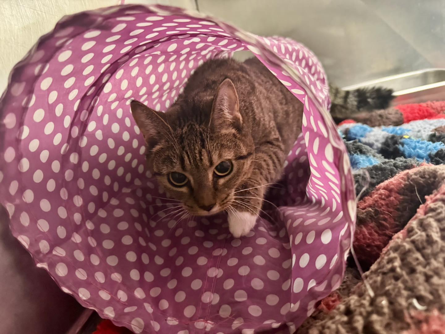 Enlarge Holly, a ADOPTABLE Domestic Short Hair in Passaic, NJ image 1/2