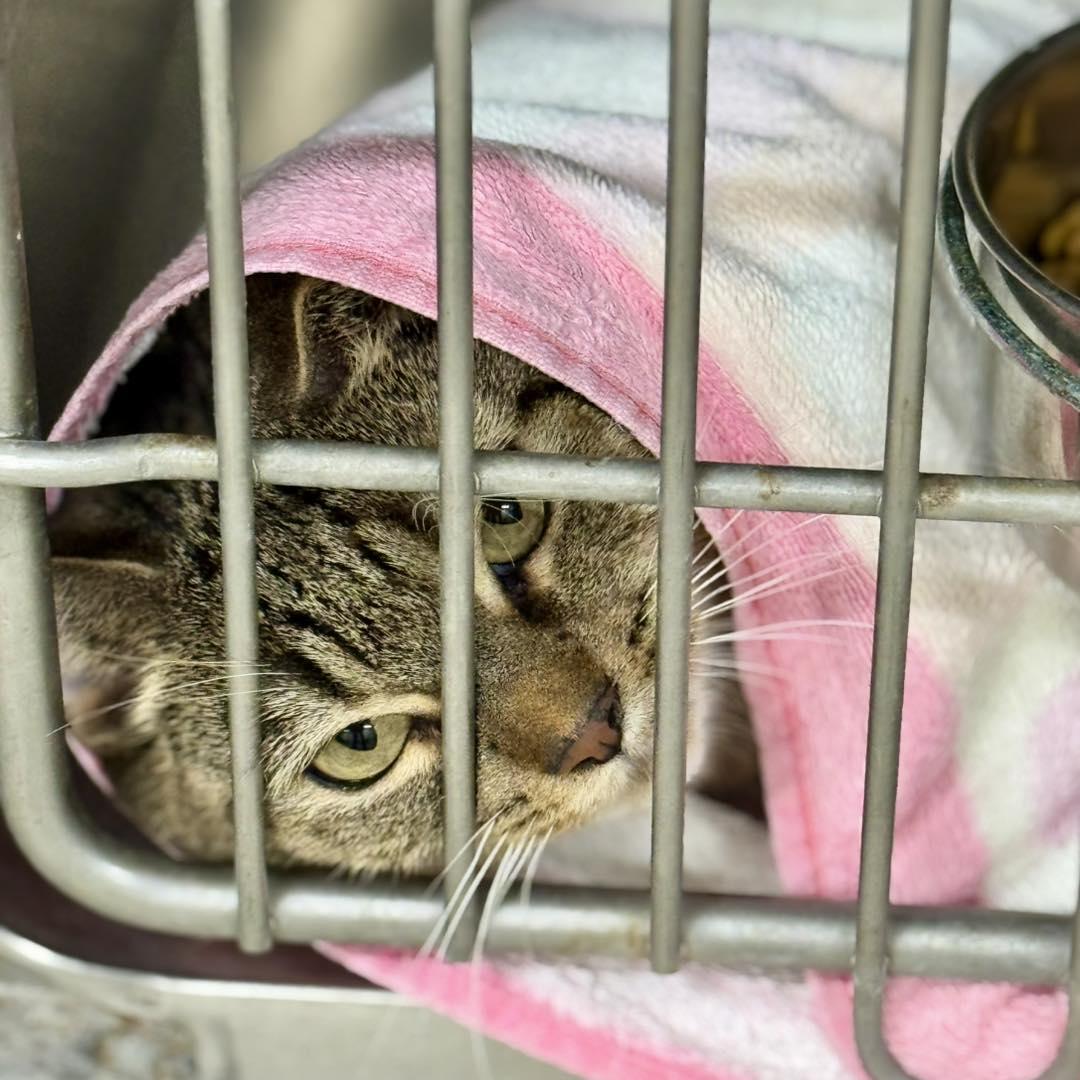 Holly, ADOPTABLE, Adult Female Domestic Short Hair.