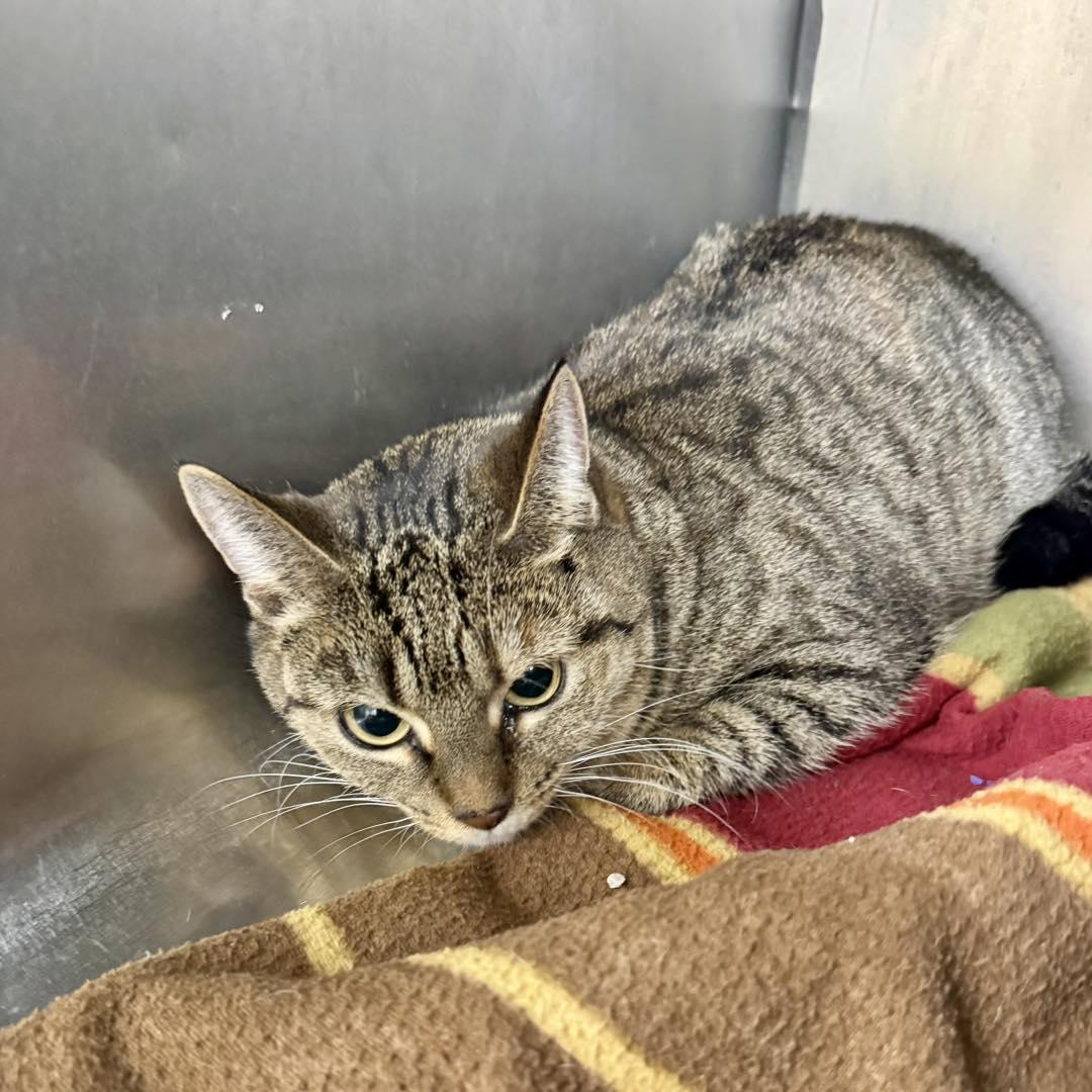 Enlarge Holly, a ADOPTABLE Domestic Short Hair in Passaic, NJ image 1/1