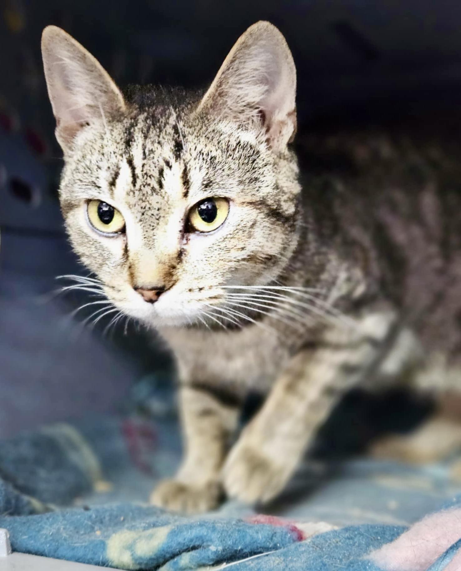 Tabitha, Adoptable, Adult Female Domestic Short Hair & Tabby.