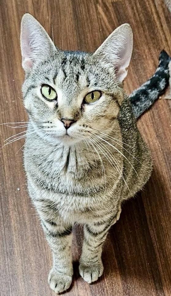 Tabitha, a Adoptable mixed breed in Myrtle Beach, SC image 2/4