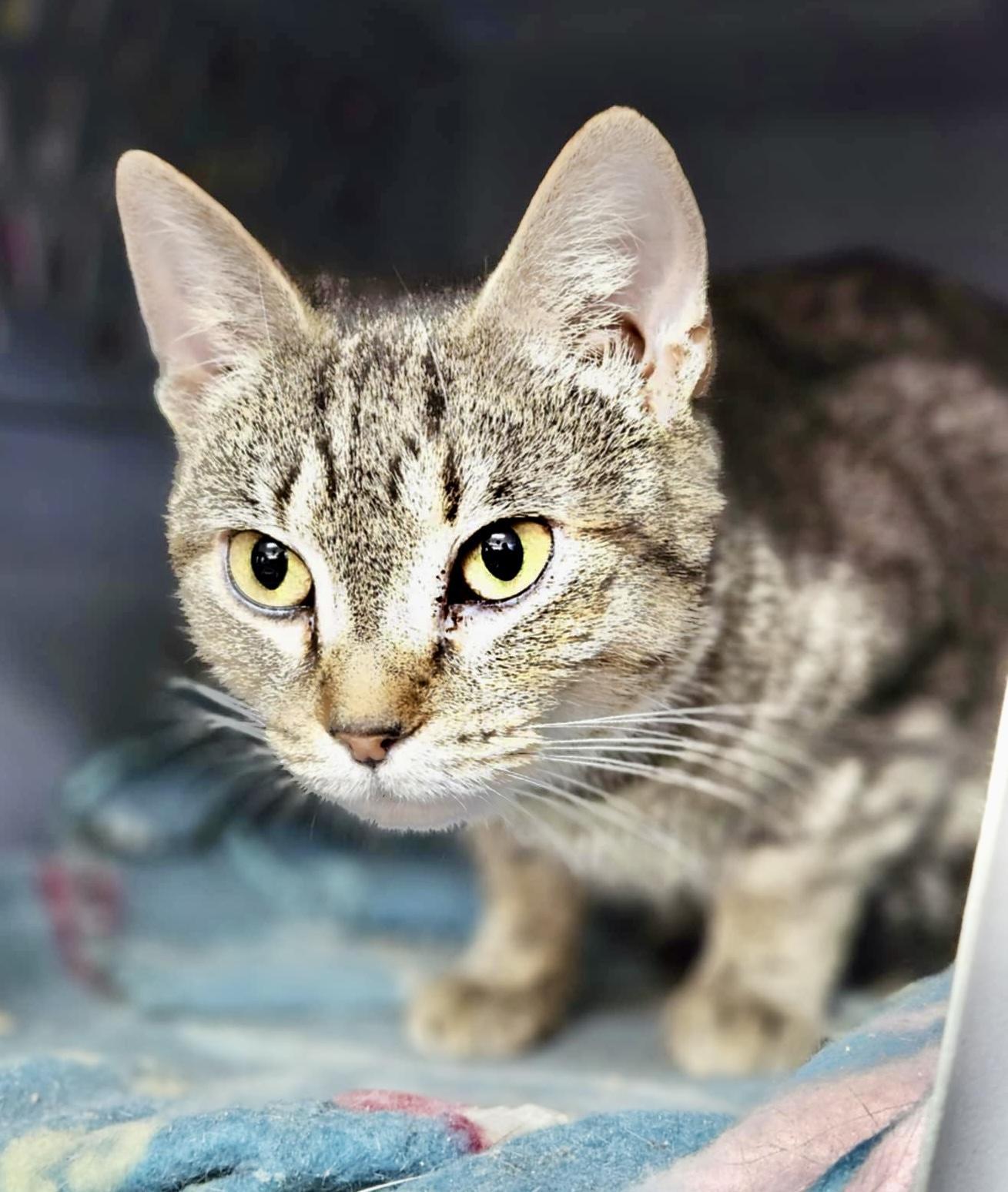 Tabitha, a Adoptable mixed breed in Myrtle Beach, SC image 3/4