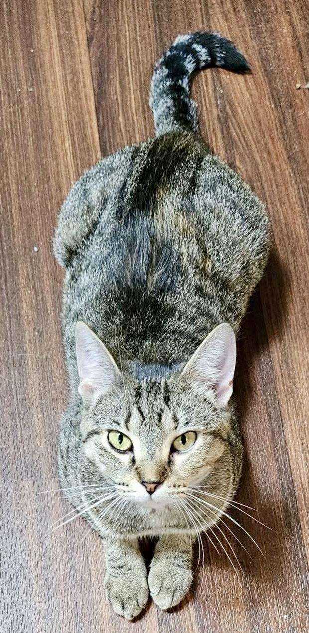 Tabitha, a Adoptable mixed breed in Myrtle Beach, SC image 4/4