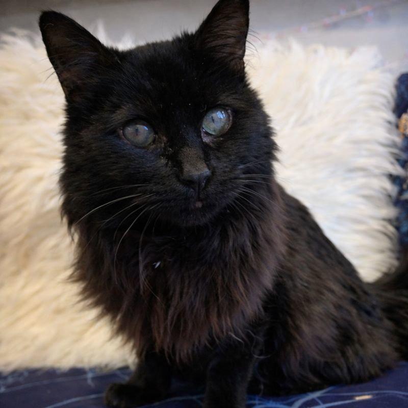 Mattie, Adoptable, Senior Female Domestic Long Hair.