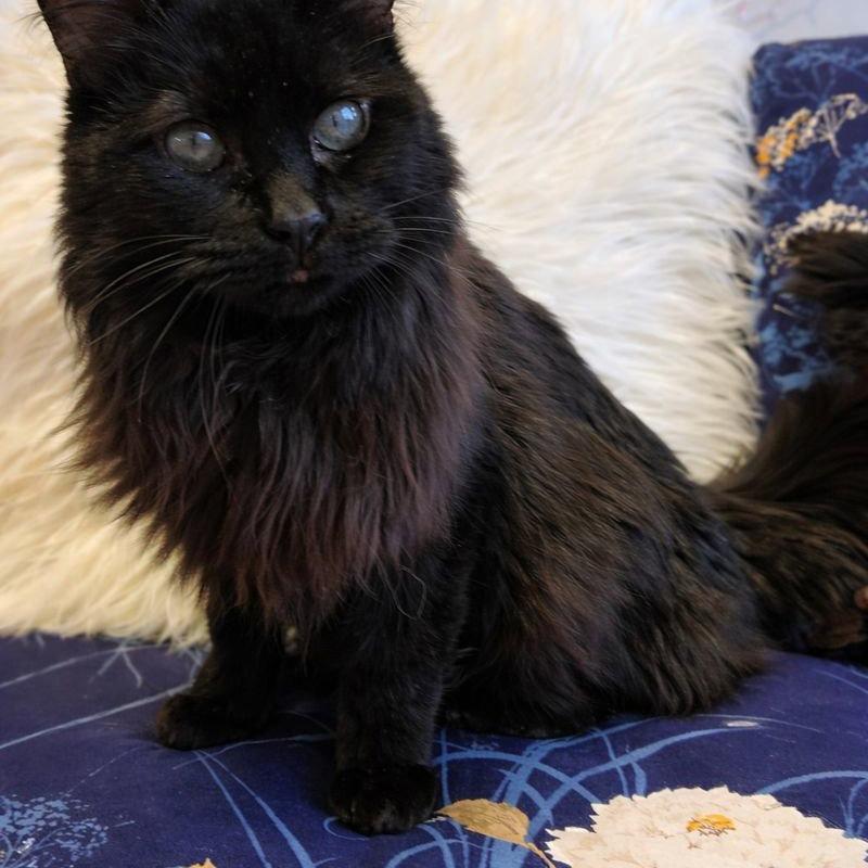 Mattie, a Adoptable Domestic Long Hair in Laramie, WY image 3/4