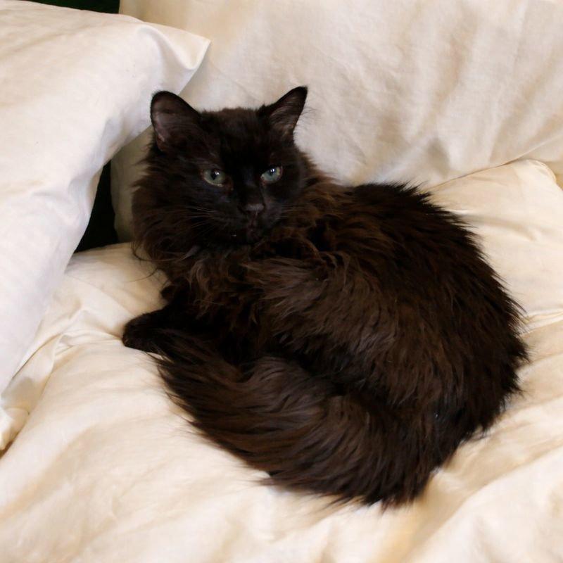 Mattie, a Adoptable Domestic Long Hair in Laramie, WY image 4/4