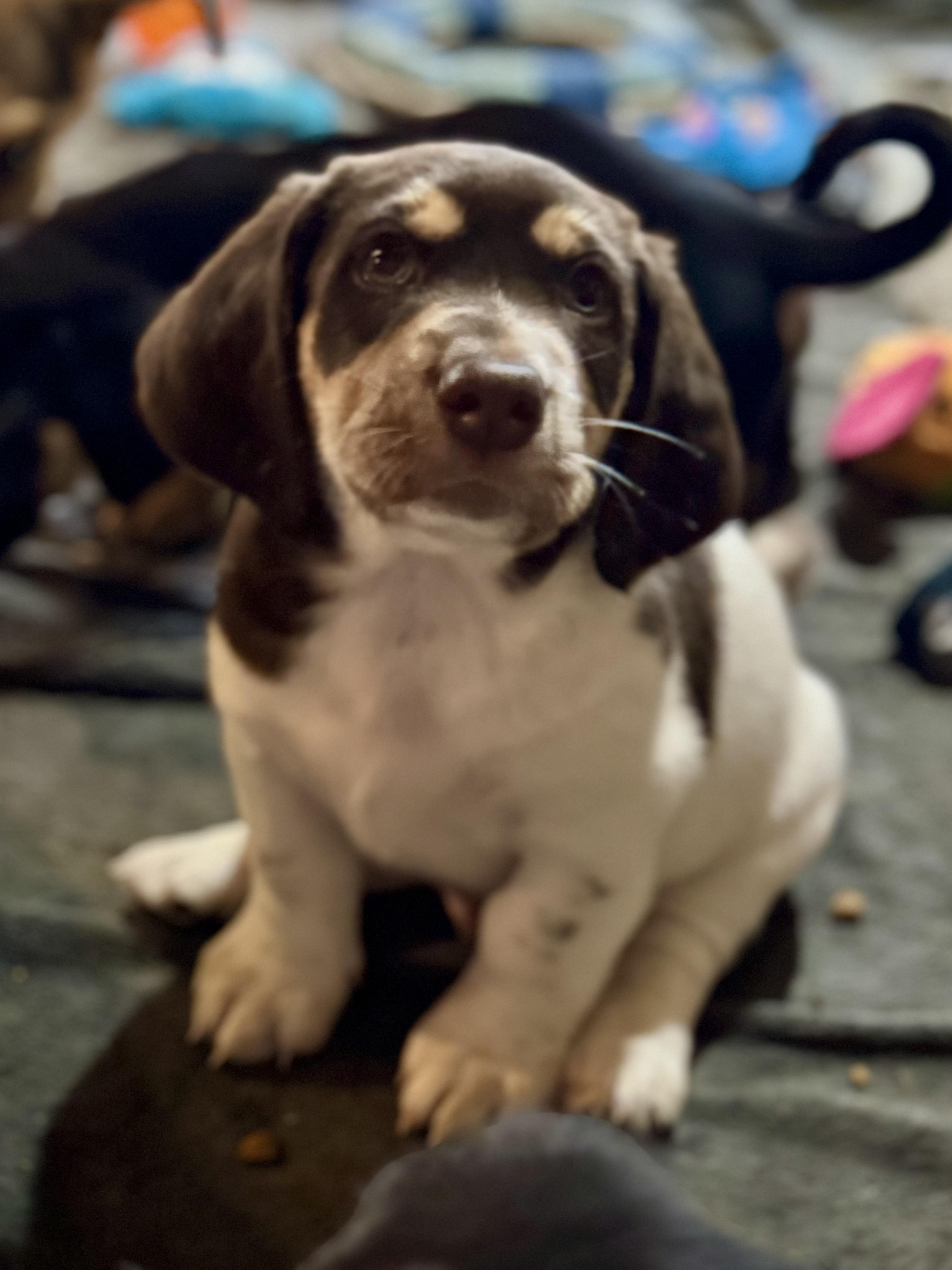 Marzen, a Adoptable mixed breed in Washington, MO image 1/2