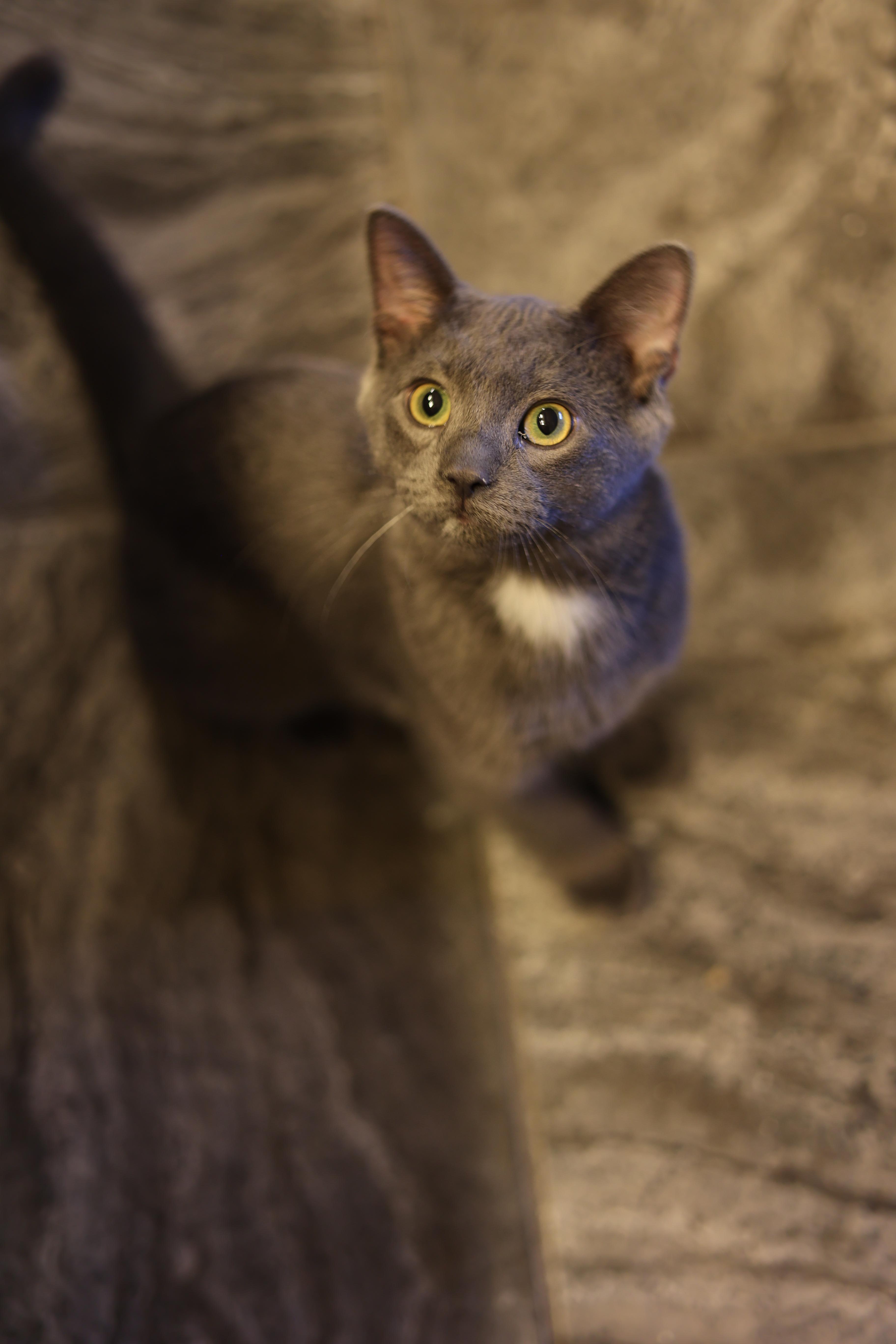 Genji, a Adopted Russian Blue in North Ogden, UT image 4/6